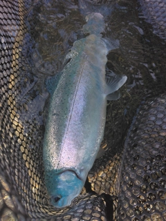 ニジマスの釣果