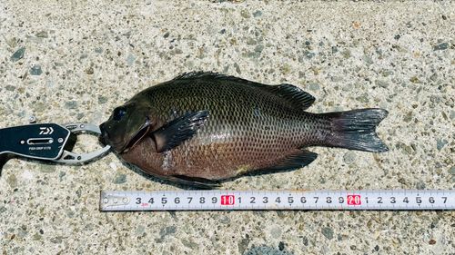 グレの釣果