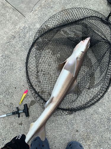 サメの釣果