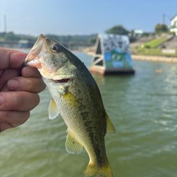 ラージマウスバス