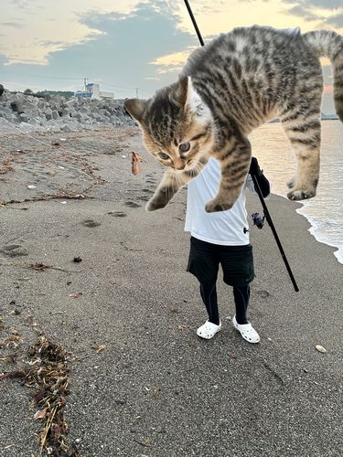 タコの釣果
