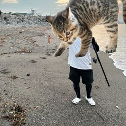 タコ
