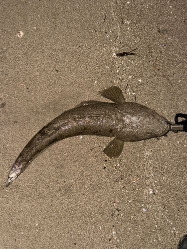 マゴチの釣果