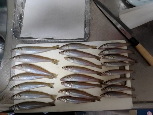 キスの釣果