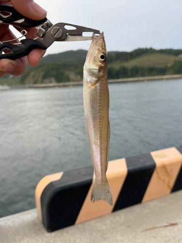 キスの釣果