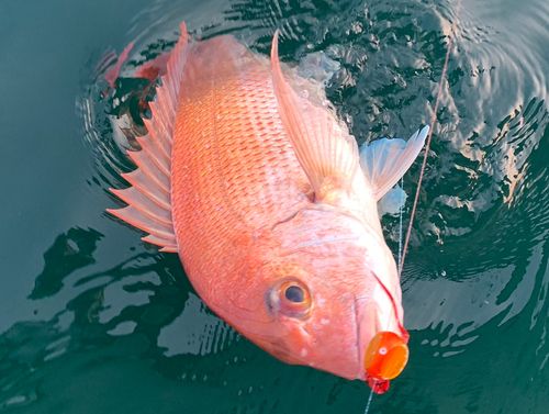 マダイの釣果