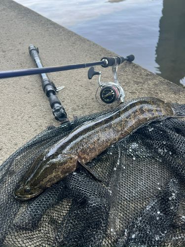 ライギョの釣果