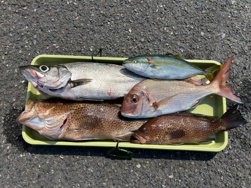 ヒラスズキの釣果