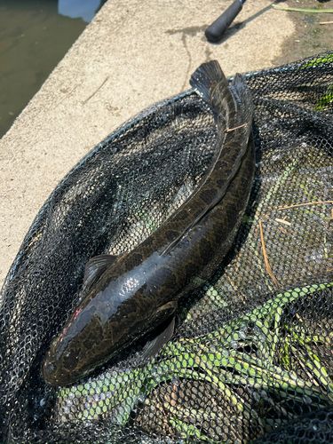 ライギョの釣果