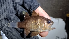 クロイシモチの釣果
