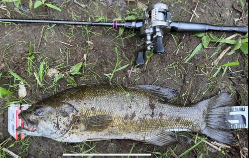 スモールマウスバスの釣果