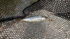 カワムツの釣果