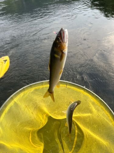 アユの釣果