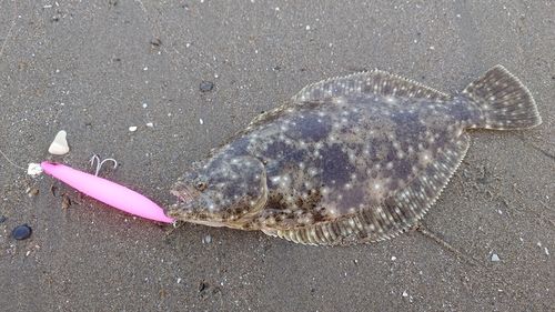 ヒラメの釣果