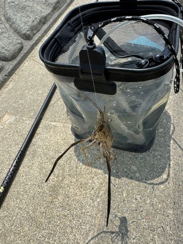 テナガエビの釣果