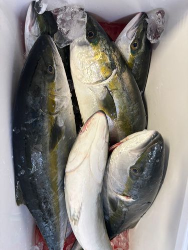 ヒラマサの釣果