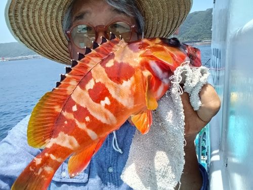 アカハタの釣果