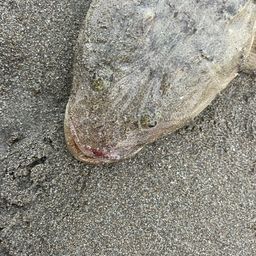 マゴチ