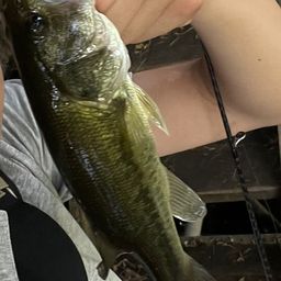 ラージマウスバス