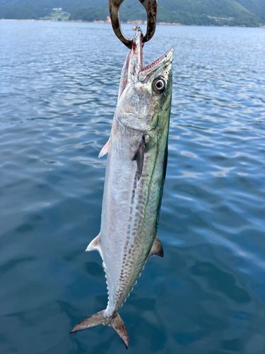 サゴシの釣果