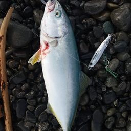 ワカナゴ