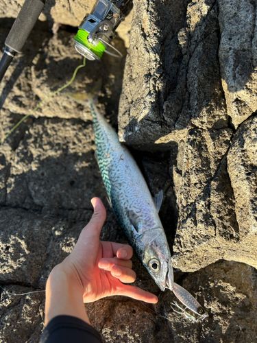 サバの釣果