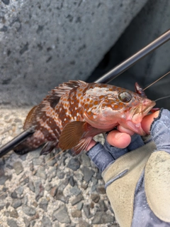 キジハタの釣果