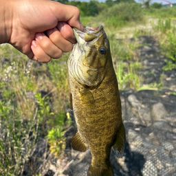 スモールマウスバス