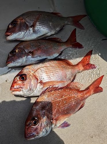 タイの釣果