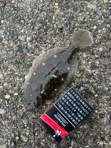 ソゲの釣果
