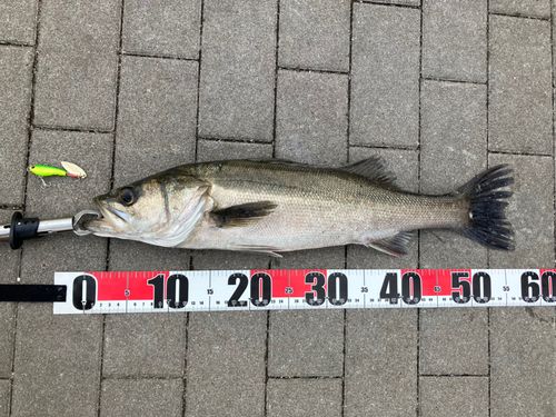 マルスズキの釣果