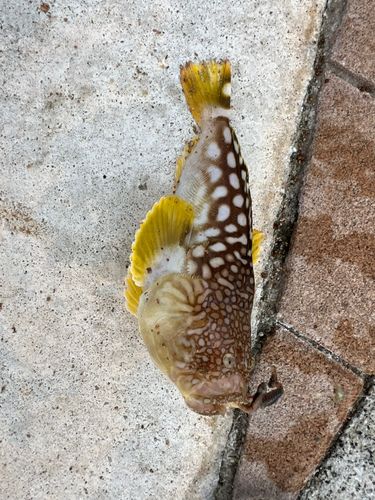 ミシマオコゼの釣果