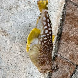 ミシマオコゼ