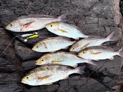 イサキの釣果