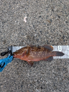 キジハタの釣果