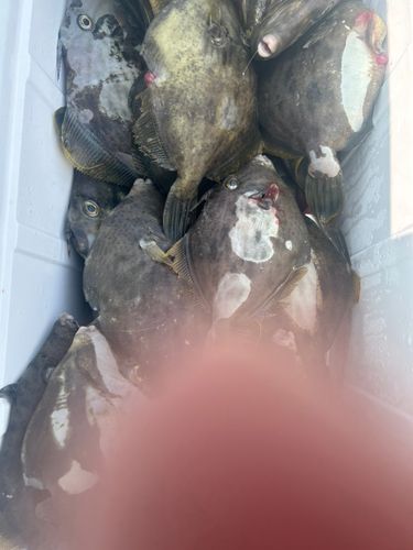 カワハギの釣果