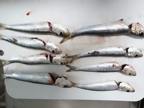 イワシの釣果