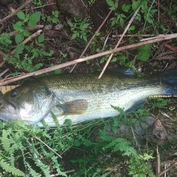 ラージマウスバス