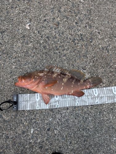 キジハタの釣果