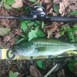 ラージマウスバス