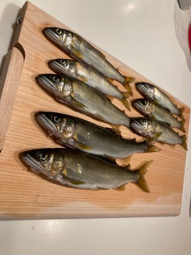 アユの釣果