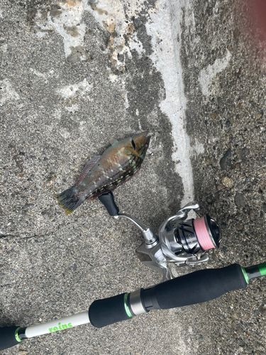 ベラの釣果