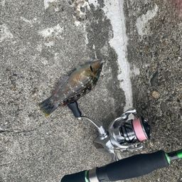 ベラ