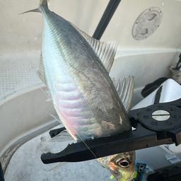 アジ