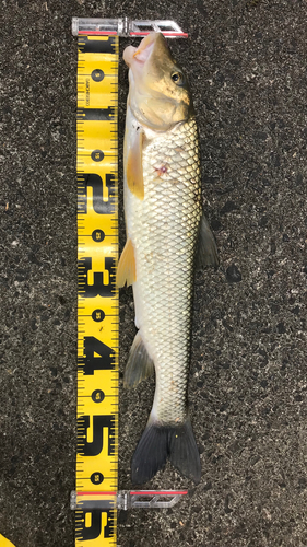 ニゴイの釣果
