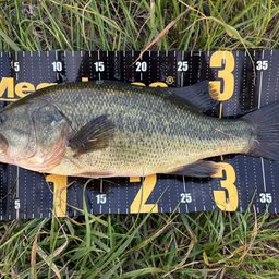 ラージマウスバス