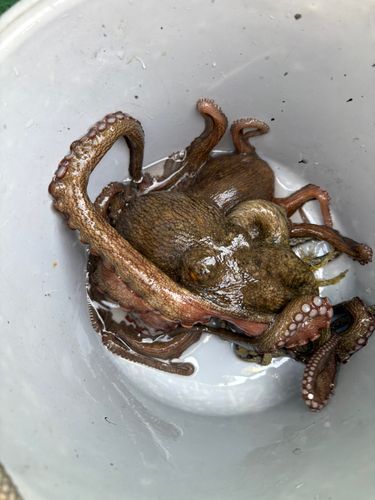 タコの釣果