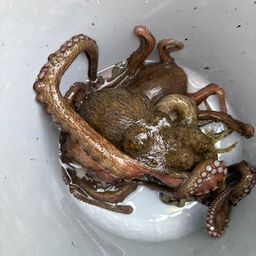 タコ