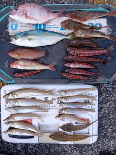 キスの釣果