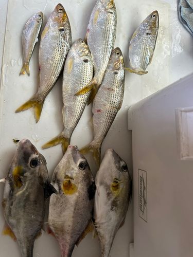 コノシロの釣果